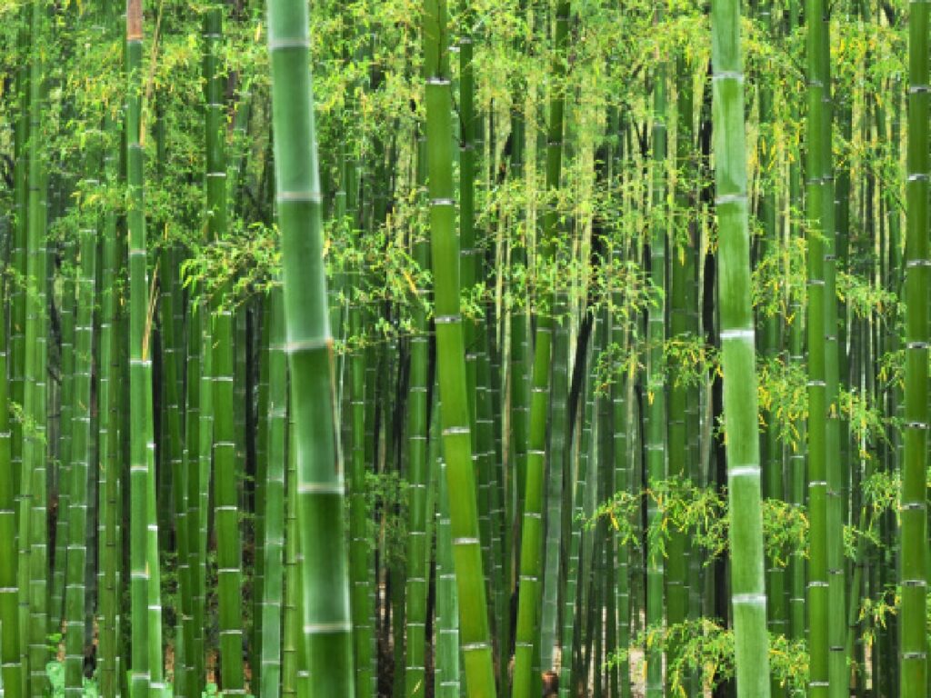 World Bamboo Day 2024 Theme