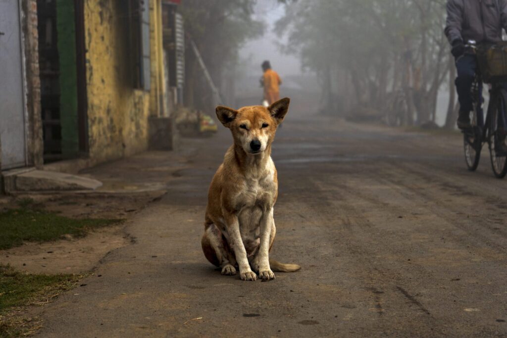 World Rabies Day 2024 Theme